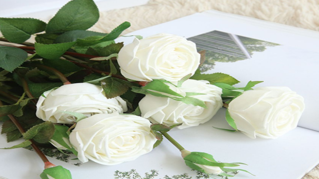 Ý nghĩa của hoa hồng trắng